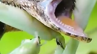 Praying mantis KILLS lizard-Over 30m views