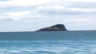 Big Shark near beach