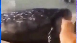Funny Cat Bully
