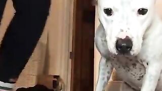 Super FUNNY DOG Videos from TikTok! #8 ???? | Dog Lovers | SHORT & FUNNY Videos ????