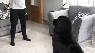 Funniest DOGS on the internet