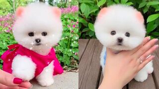 Cute and funny Pomeranian videos 87 #shorts