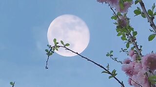 The moon