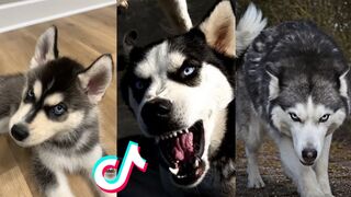 Husku badas and cute tiktok compilation 2022