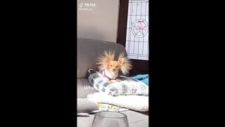 Funny Animal Videos 2022 ???? - Funniest Cats And Dogs Video ????