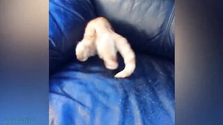 Funniest Cat Videos That Will Make You Laugh #72 - Funny Animal Videos 2022.mp4