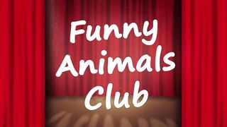 Funny Animal Videos 2022 ???? - Funniest Cats And Dogs Videos ???????? #19.mp4