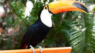 Top 15 Most Beautiful Animals Around The World - In 4K