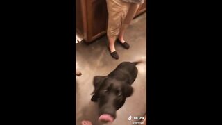 Funny Animal Tik Toks to Brighten Up your Day ???? ????