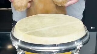 Puppy Drums