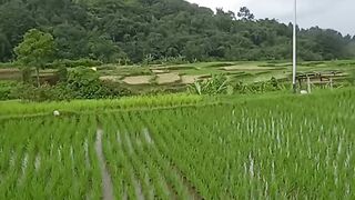 rice fields views
