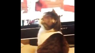 Funny tiktok cat videos