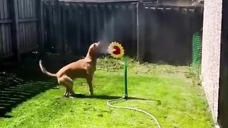 Try not to laugh Compilation Impossible challenge Funniest Animal Fails !????