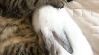 Cat is funny 2