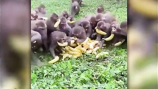 Life could be dream monke 3