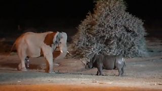 Elephant Vs Rhino