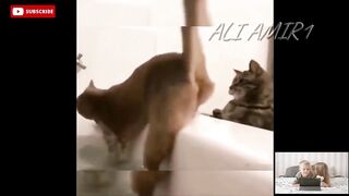 Funniest Dogs???? and Cats???? Videos (#7) ???? Funny Animal Videos 2023 ????♥️????????