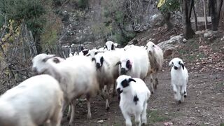 pets, goats, chickens, cows