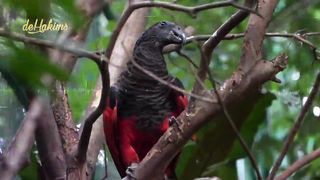 Burung kasturi Raja,, Burung paling seram masuk diaviary,, Irfan Hakim