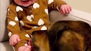 Sweeet-dog