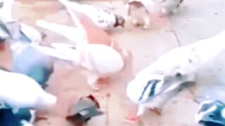Kabootar ! Pegion