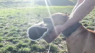 10 races de chiens les plus illégales au monde