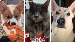 Funniest Animals 2023 ???? Best Funny Cats and Dogs ????