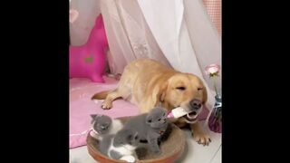 Cute baby animals Videos Compilation cute moment of the animals - Funniest Animals 8