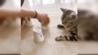 Baby Cats - Cute and Funny Cat Videos Compilation 9