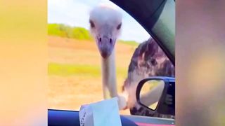 Best Funny Animal Videos Of The 2023 ???? - Funniest Cats And Dogs Videos