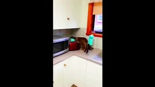 Funny Animal Videos 2023 ???? - Funniest Dogs and Cats Videos ???? 12
