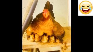 Cute Baby Animals Videos Compilation Cute Moment Of The Animals - Funniest Animals