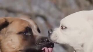 Funny CatsFUNNY CATS, DOGS ???? and other CUTE ANIMALS ???? Funniest Animal Videos 2023