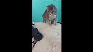 Funny animals - Funny cats / dogs - Funny animal videos 8