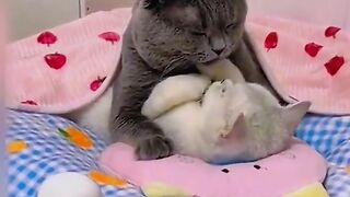 Dating couples