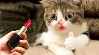 Funniest Cat And Dogs ???? Funny Animal Videos 2022