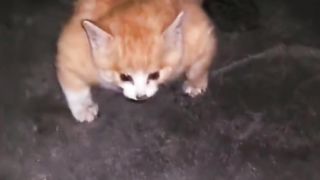 Bulk body cats :)