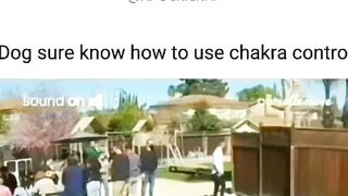 Dog use the Chakra