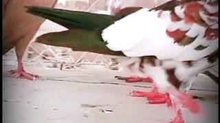 Pigeon Lovers videos