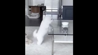 Aww Cute Baby Animals Videos Compilation | Funny and Cute Moment of the Animals - Cute TV
