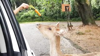 TAMAN SAFARI INDONESIA BOGOR