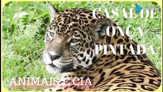 CASAL ONÇA PINTADA,,,,,,,,, COUPLE ONCE PAINTED
