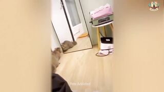 Funny Cats and Dogs 2022 OMG So Cute #5???? | Pets Addicted