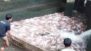 MENJELANG H-1 BULAN PUASA PANEN IKAN NILA BABON BUAT KE BEKASI