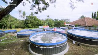 Peluang Usaha Budidaya Ikan Nila Bioflok Panen Cepat dan Untung 2 Juta Per Kolam