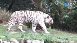 TIGRE BRANCO UMA RARIDADE DE SE VER,,,,,,WHITE TIGER A RARITY TO SEE
