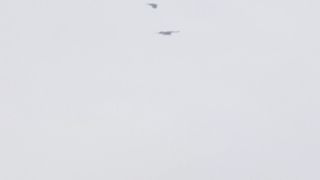 Kite & Crow fight