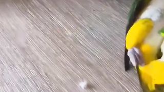 FUNNIEST PARROTS - Cute Parrot And Funny Parrot Videos Compilation [BEST OF]