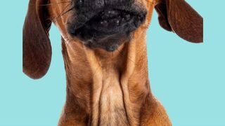 Dog voice