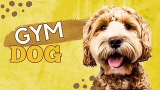 GYM DOG